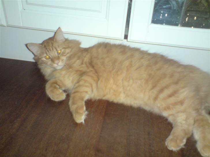 Norsk Skovkat Mickey - ok... tag så billedet billede 11