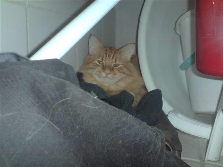 Norsk Skovkat Mickey - gemmer mig, for her er ro og mørkt...  he he billede 12