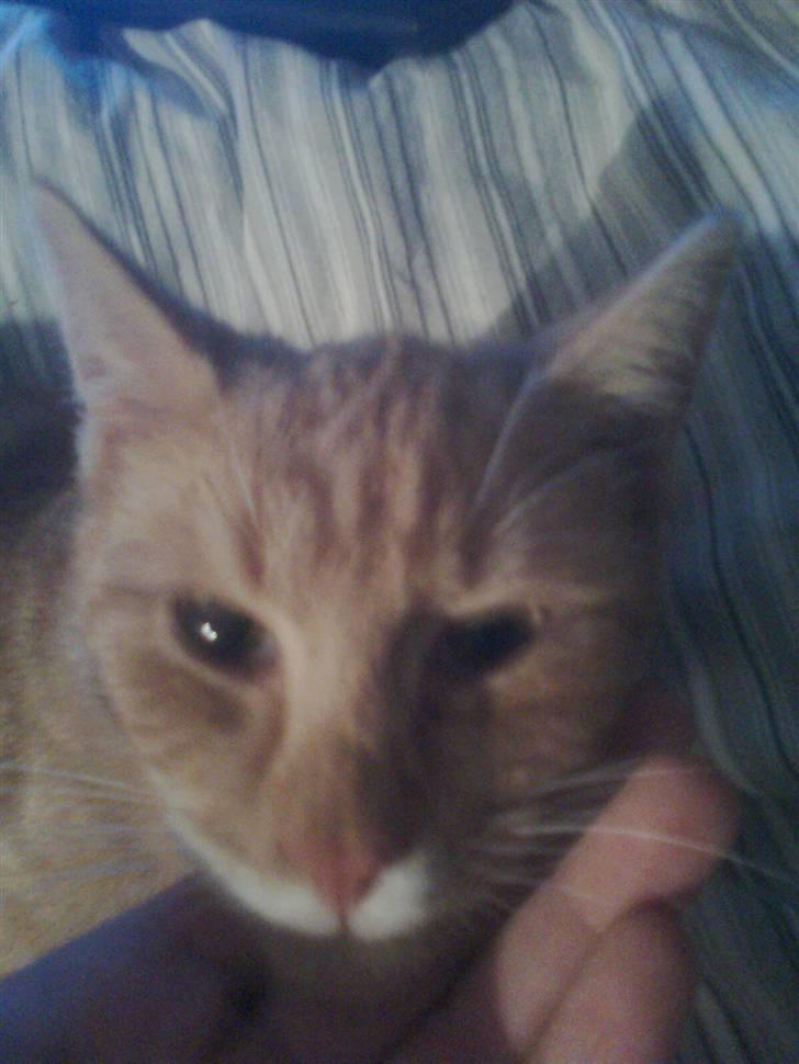 Huskat pussy R.I.P  9/5-09 billede 2