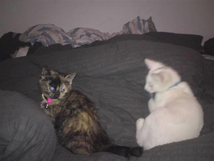 Huskat Luske - Du skal ikke komme tætter på gangstar billede 2