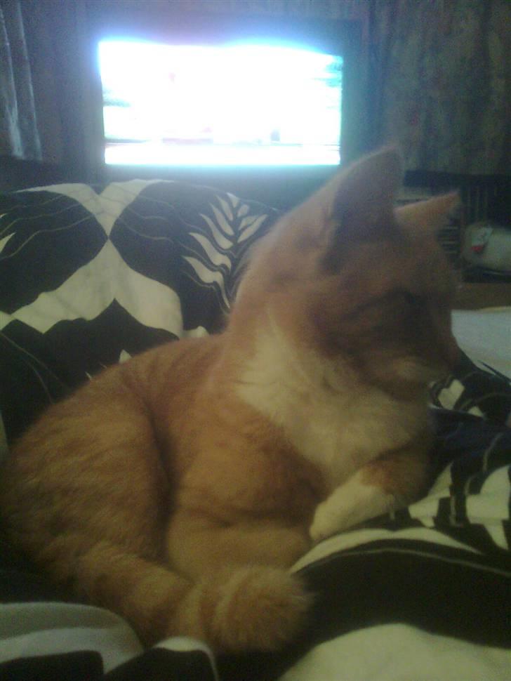 Huskat pussy R.I.P  9/5-09 billede 3