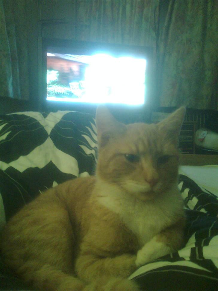 Huskat pussy R.I.P  9/5-09 billede 4