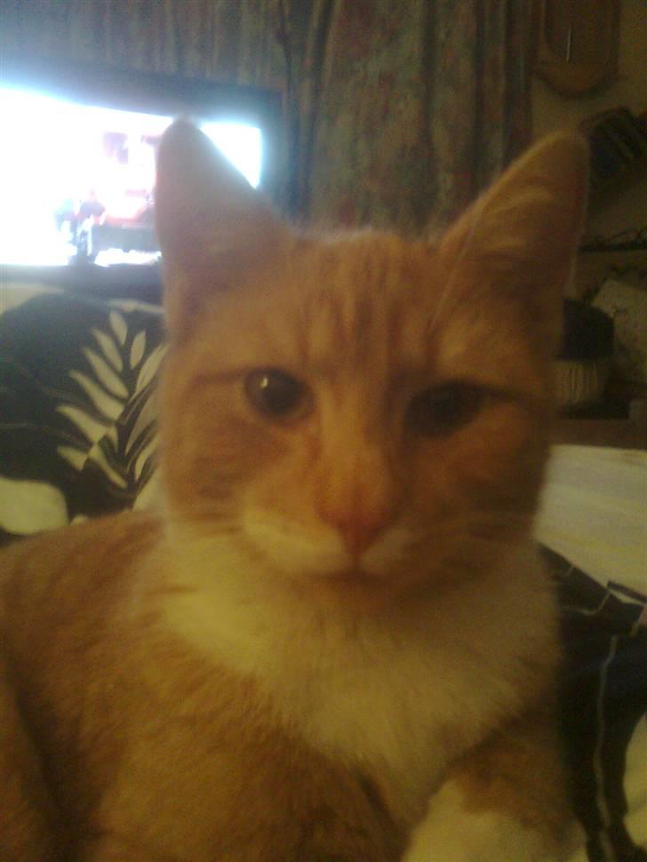 Huskat pussy R.I.P  9/5-09 billede 5