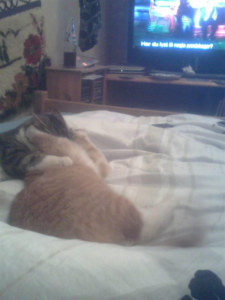 Huskat pussy R.I.P  9/5-09 billede 6