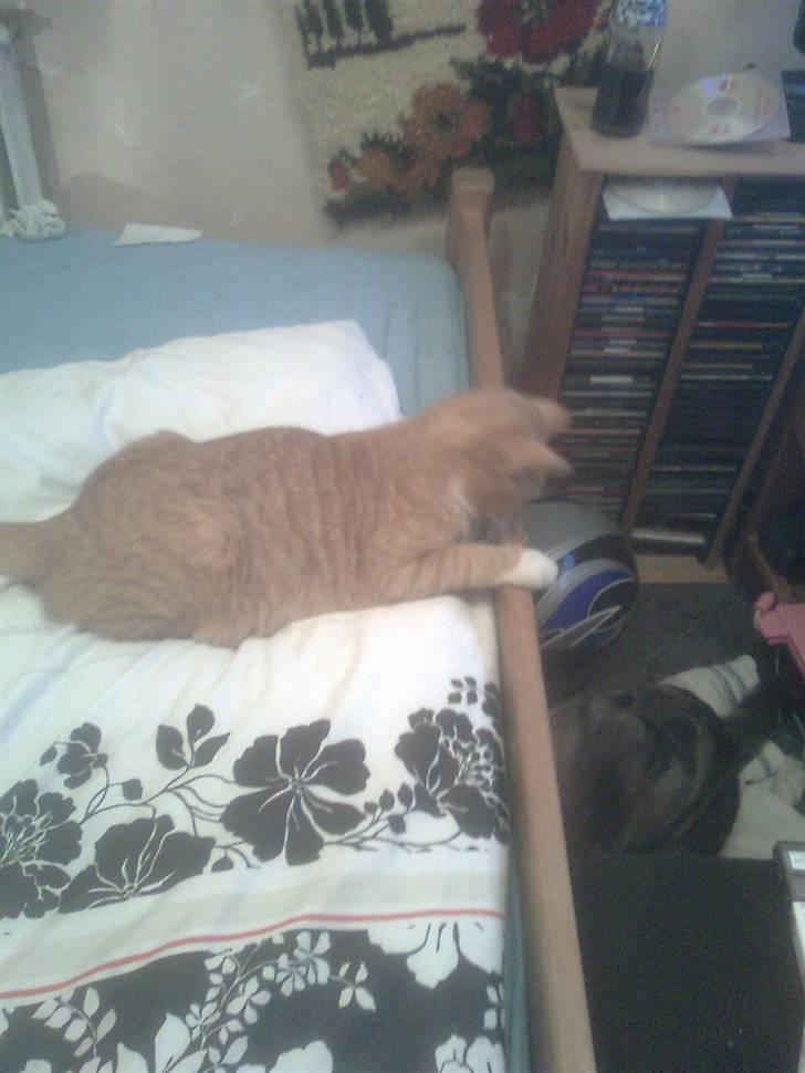 Huskat pussy R.I.P  9/5-09 billede 7