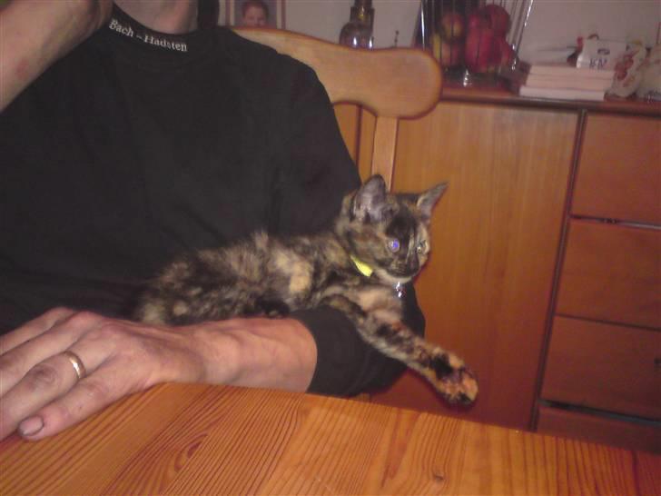 Huskat Luske - Lækkert at ligge her på fars arm billede 4