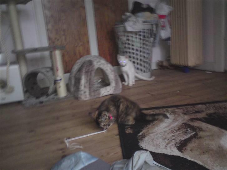 Huskat Luske - Mig og gangstar leger billede 5