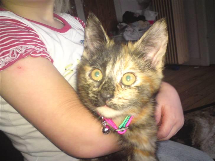 Huskat Luske - er jeg ikke flot billede 7