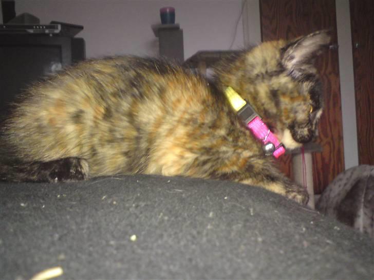 Huskat Luske billede 8