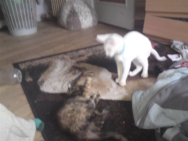 Huskat Luske - leger med gangstar igen billede 9