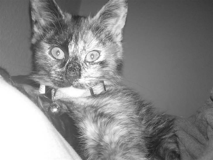 Huskat Luske billede 10