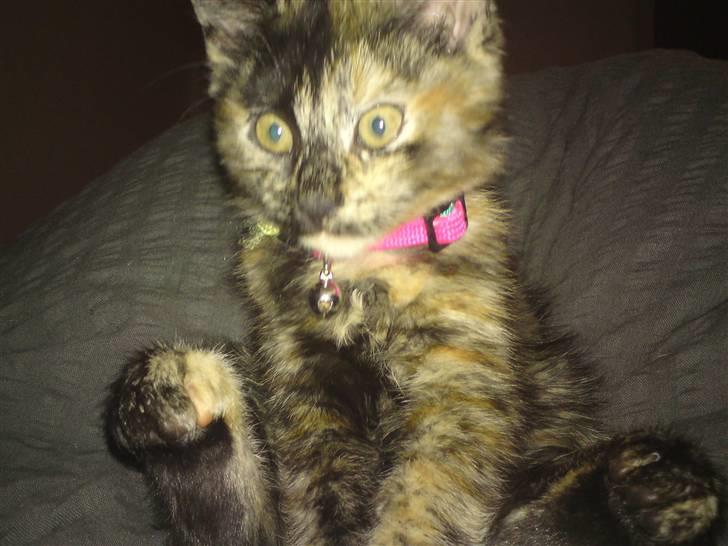 Huskat Luske - tjek mig lige en gang ;) billede 11