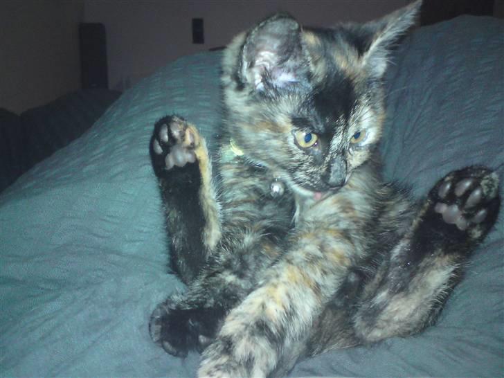 Huskat Luske billede 12