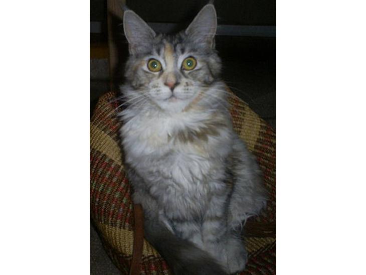 Maine Coon Cassiopaia billede 1