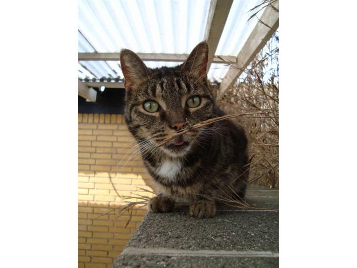 {{currentPhoto.altText}} billede {{currentPhoto.number}}