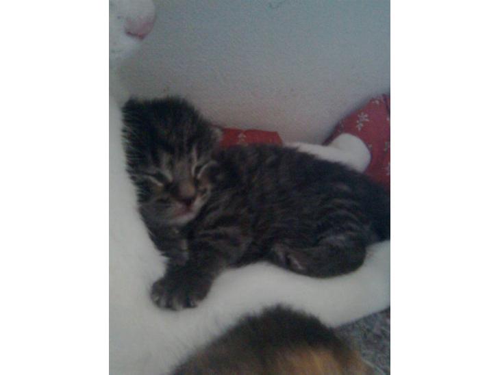 Huskat Striber R.I.P bedste kat i verden - hehe det ser ud til at hvidemis nyder det! billede 1