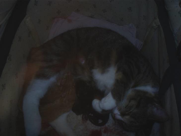 {{currentPhoto.altText}} billede {{currentPhoto.number}}