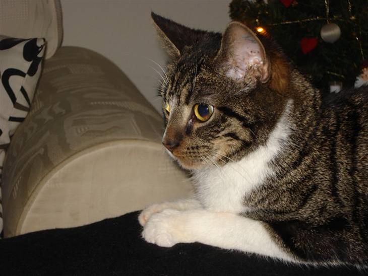 {{currentPhoto.altText}} billede {{currentPhoto.number}}