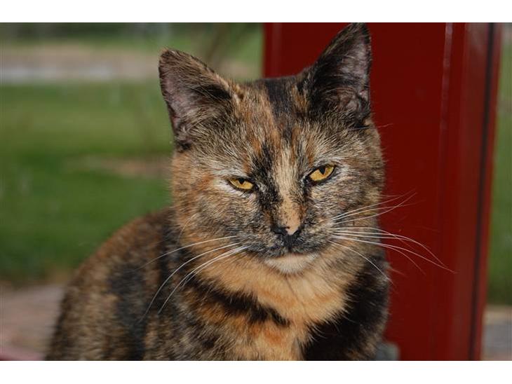 Blanding af racer Clarisha R.I.P. billede 1