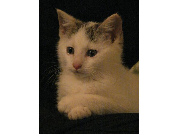 Blanding af racer Feline - tidligere kat.  billede 1