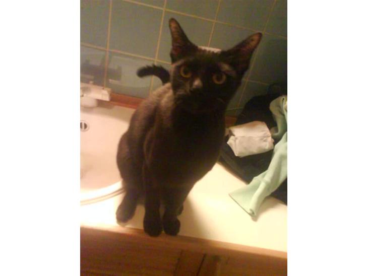 Burmeser Idefix (Rix) - ¤SOLGT¤ - Han er da bare nuser.? xD billede 1