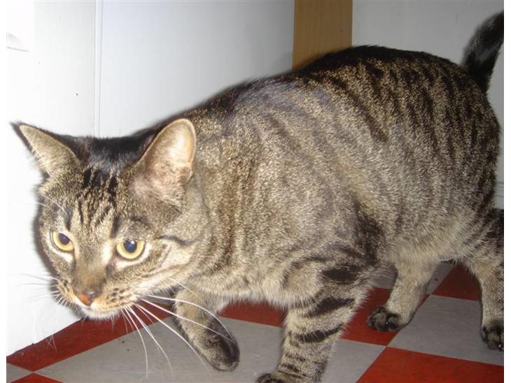 Huskat Sally " himmelkat" snøft billede 7