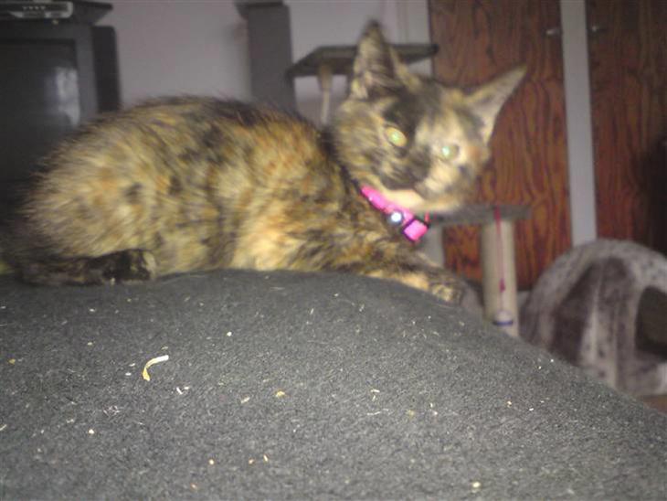 {{currentPhoto.altText}} billede {{currentPhoto.number}}