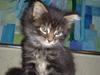 Maine Coon Baily :D SOLGT