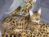 Bengal Kaiser