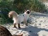 Ragdoll Pippin