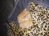 Perser Fido 