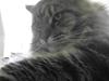 Maine Coon Raman Bhajo (Rasmus)