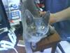 Huskat Cleo