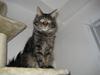 Maine Coon Gaby