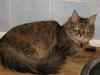 Maine Coon Lille My