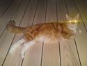 Maine Coon DK Sivkjærs Sif