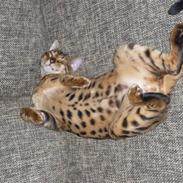 Bengal Kaiser