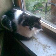 Norsk Skovkat musse (død)