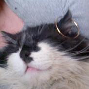 Norsk Skovkat musse (død)