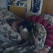 Norsk Skovkat musse (død)