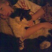 Norsk Skovkat musse (død)