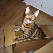 Bengal Kaiser