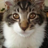 Maine Coon Luca