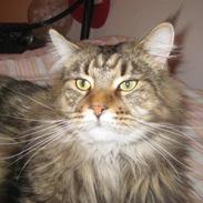 Maine Coon Raman Bhajo (Rasmus)