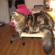 Maine Coon Raman Bhajo (Rasmus)