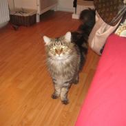 Maine Coon Raman Bhajo (Rasmus)