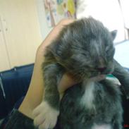 Norsk Skovkat Rytterparkens Blue Boy