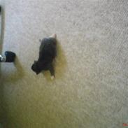 Norsk Skovkat Rytterparkens Blue Boy