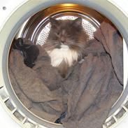 Norsk Skovkat Rytterparkens Blue Boy