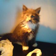 Norsk Skovkat Rytterparkens Blue Boy